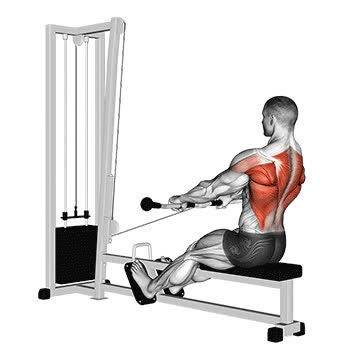 Cable Low Seated Row - How To, Muscles Worked, Form Cues, Variations ...