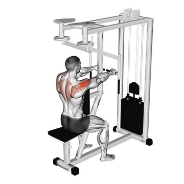 Machine Seated Reverse Fly - How To, Muscles Worked, Form Cues ...