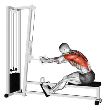 Cable Seated Row - How To, Muscles Worked, Form Cues, Variations | Pumpd