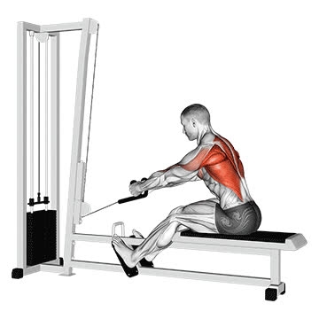 Cable Elevated Seated Row (Rope Attachment) - How To, Muscles Worked ...