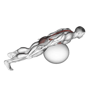 Back Extension With Rotation (On Exercise Ball) - How To, Muscles ...