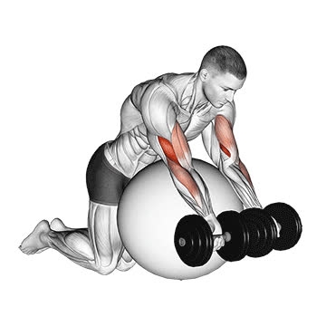 Dumbbell Preacher Bicep Curl Over Exercise Ball - How To, Muscles ...