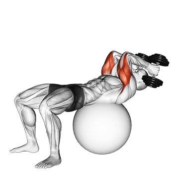 supine-tricep-extension-on-exercise-ball-how-to-muscles-worked