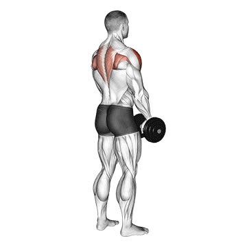 Paused Dumbbell Upright Row - How To, Muscles Worked, Form Cues ...