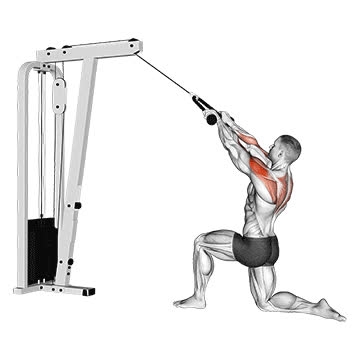 Cable Kneeling Rear Delt Row (Rope Attachment) - How To, Muscles Worked ...